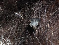 Thanatophilus capensis