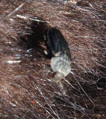 Thanatophilus capensis