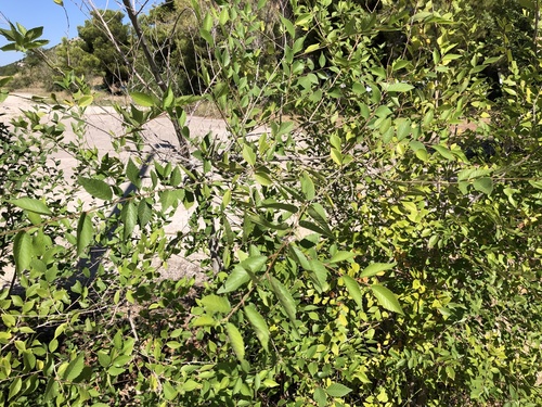 brest sibírsky (Ulmus pumila)