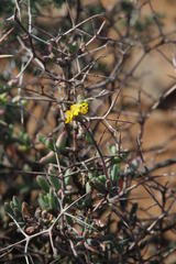 Othonninae