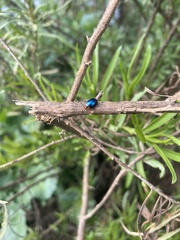 Phaedon semimarginatus