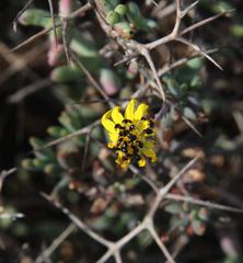 Othonninae