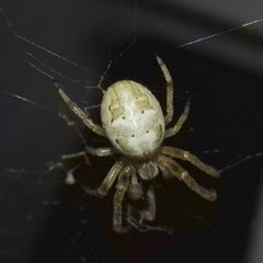 Araneidae
