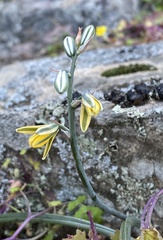 Albuca suaveolens