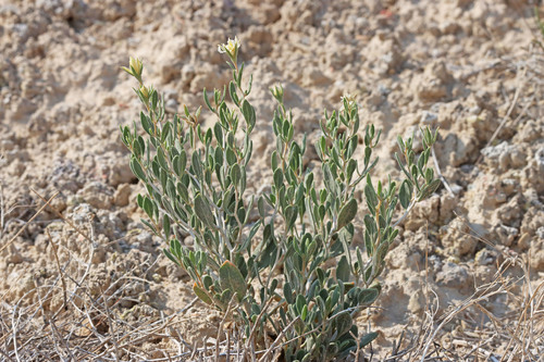 Clay Blazing-Star (Mentzelia argillosa)