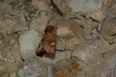 Amphipoea fucosa