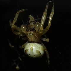 Araneidae