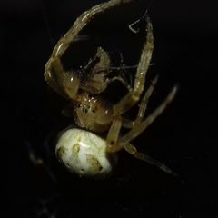 Araneidae