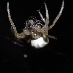 Araneidae