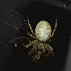 Araneidae
