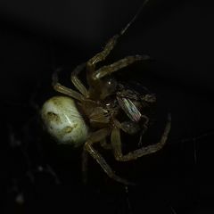 Araneidae