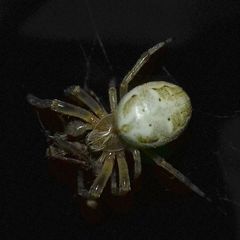 Araneidae