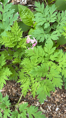 Dicentra eximia