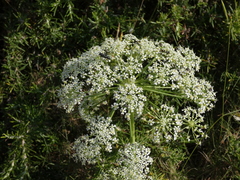 Laserpitium gallicum