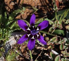 Lapeirousia oreogena