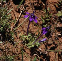 Lapeirousia oreogena