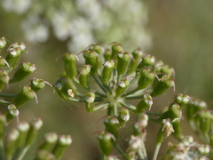 Laserpitium gallicum