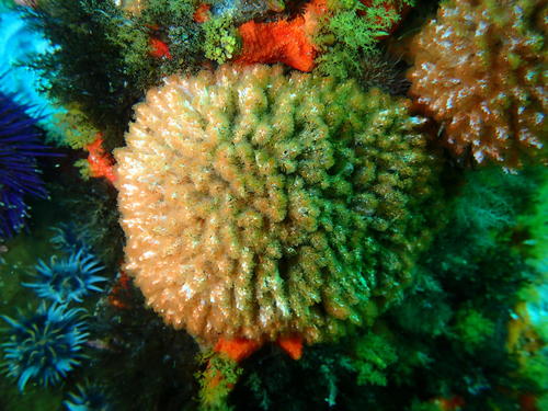 coral worm