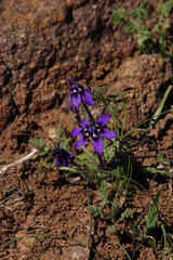 Lapeirousia oreogena