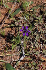 Lapeirousia oreogena