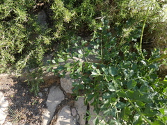 Laserpitium gallicum