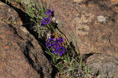 Lapeirousia oreogena