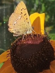 Lycaena virgaureae