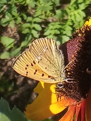 Lycaena virgaureae