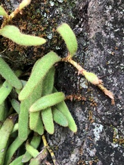 Pyrrosia linearifolia