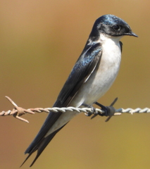 Hirundo dimidiata