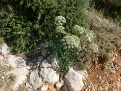 Laserpitium gallicum