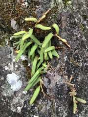 Pyrrosia linearifolia