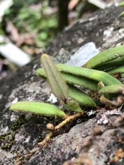 Pyrrosia linearifolia