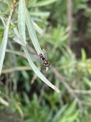 Platycheirus