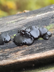 Exidia brunneola