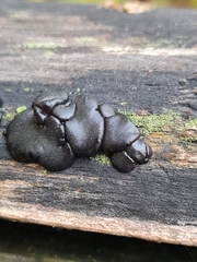 Exidia brunneola