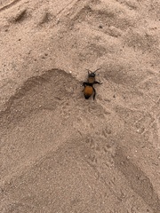 Dasymutilla montivagoides