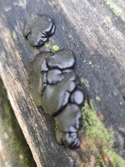 Exidia brunneola