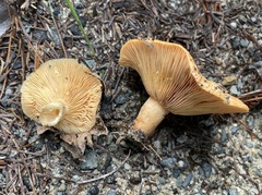 Lactarius croceus
