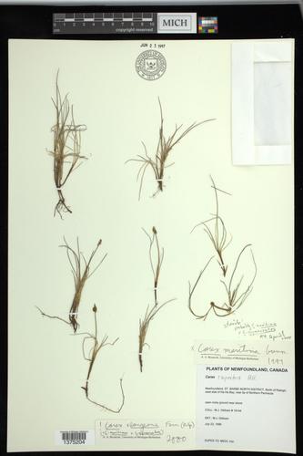 Carex X langeana