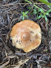 Lactarius croceus