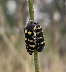 Acmaeodera alicia
