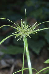 Cyperus tenuis