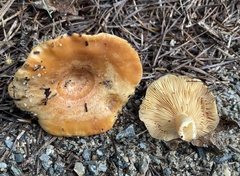 Lactarius croceus