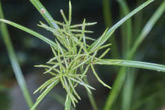Cyperus tenuis