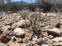 Polygala scoparioides