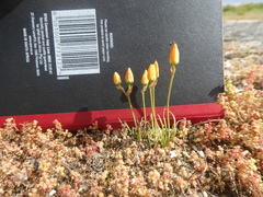 Ornithogalum rupestre