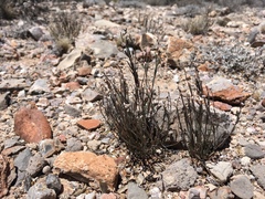 Polygala scoparioides
