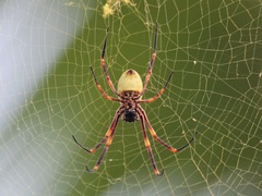 Nephila tetragnathoides