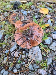 Tricholoma albobrunneum